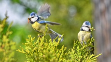 Blaumeise_mit_Futter (21).jpg